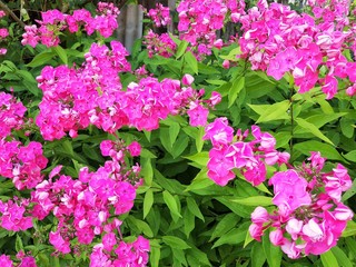 Fototapeta premium Phlox