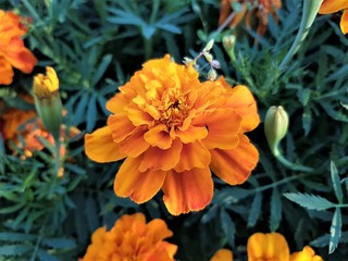 French marigolds flower