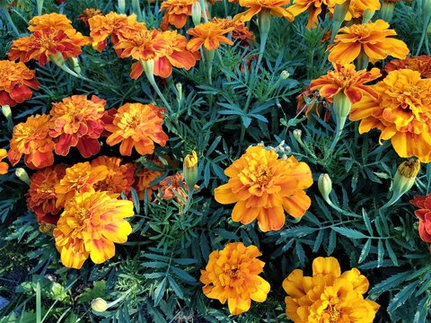 French Marigolds Flower