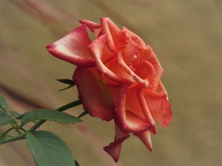 O perfil da rosa.