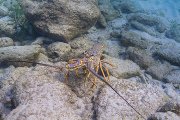 Caribbean spiny lobster
