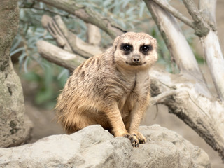 Fototapeta premium Meerkat looking at you
