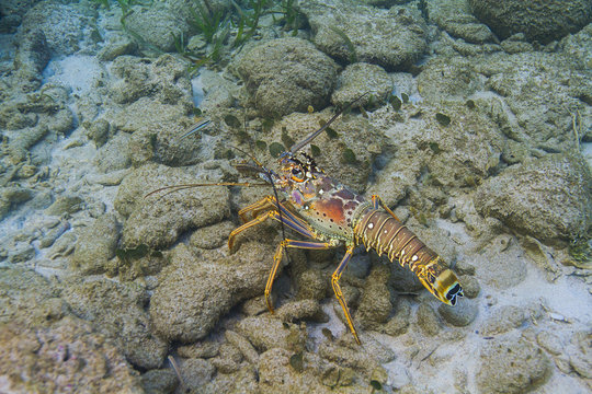 Panulirus argus lobster