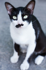 Cat sitting on street,selective focus.