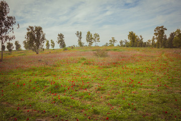 Field of red anemones
