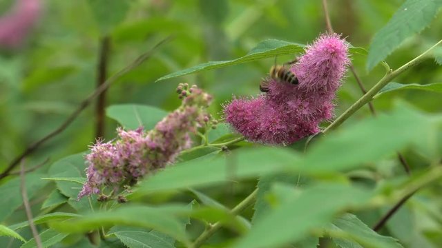 Pink wild flowers grow in a pile. Latin: Spirea densiflora, Spiraea Thale. Bees and flies pollinate flowers. 4K Macro