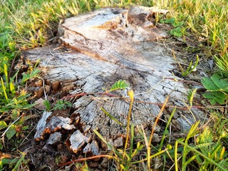 Stump