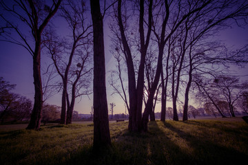 Fototapeta na wymiar Toned photo of trees in city park at sunset