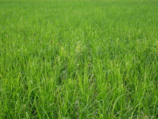 field of green grass