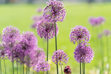 Decorative purple bow.