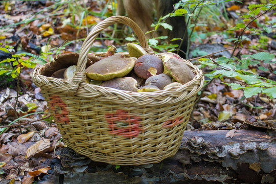basket with autumn mushrooms,A full basket of mushrooms was collected in the woods