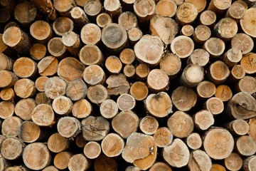 Möbelaufkleber Pile of wood logs .Forest logging site. felled tree trunks. © Gennady Danilkin