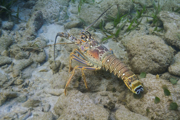 Caribbean spiny lobster