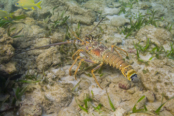 Panulirus argus