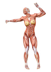 3D Rendering Female Anatomy Figure on White