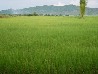 Obraz premium field of green grass and blue sky