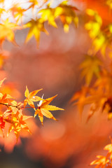 紅葉するモミジ