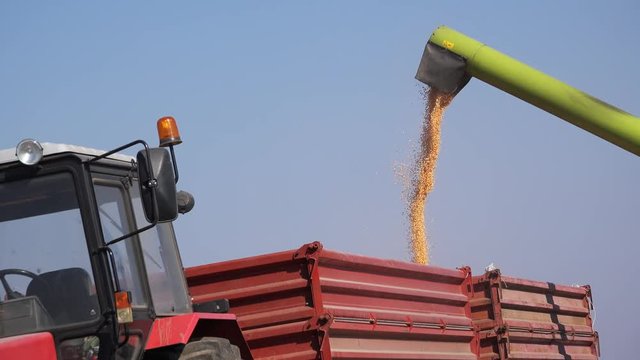 Pouring gathered corn kernels into tractor cart after harvest