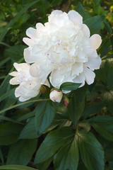 Chinese peony (Paeonia lactiflora). Called White Peony and Common Garden Peony also. Another scientific names are Paeonia edulis and Paeonia albiflora.