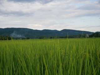 Fototapeta premium green field and blue sky