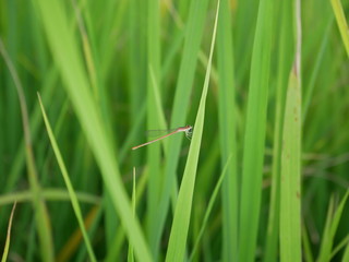 green grass with dew drops