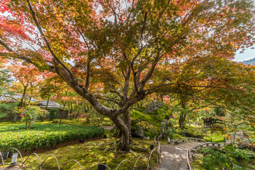 Momiji (Maple Tree) Autumn leaves and Fall foliage at Hogon-in temple garden. Tenryu-ji sub-temple located in Arashiyama, Kyoto, Japan