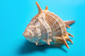conch shell on a blue background