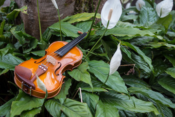 violin about plants and flowers