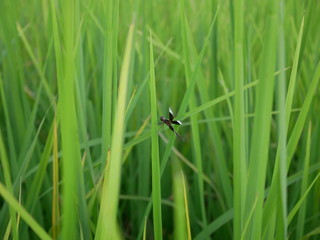 dragonfly on a blade of grass