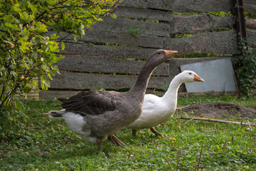 Two young geese