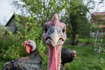 Turkey head