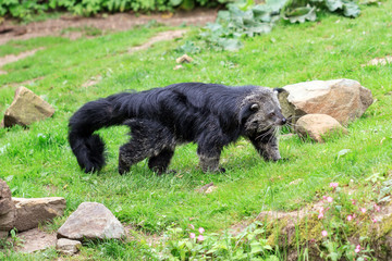 The binturong (Arctictis binturong), aka bearcat, is a viverrid from South and Southeast Asia