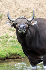 The banteng (Bos javanicus) bull, aka tembadau, wild cattle from Southeast Asia, eating grass in the river