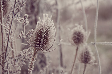 frozen blooming round plant by jziprian