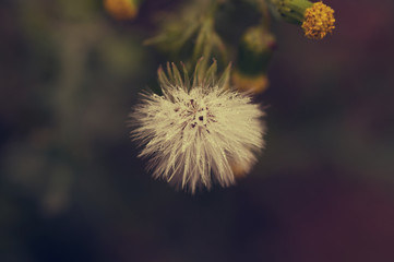 little blowball with morning dew by jziprian