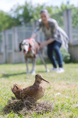 motion picture of fox-terrier enjoying water
