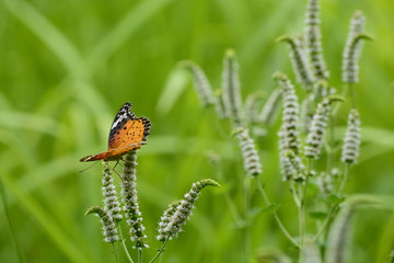 Beautiful butterfly in the garden.