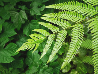 Full Frame Background of Fresh Green Ferns and Plants