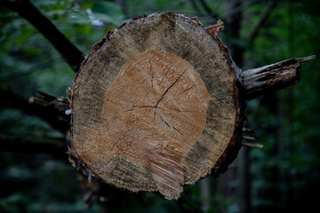 cut of a tree