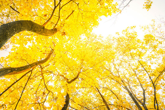 Vibrant yellow golden fall tree foliage background retro toned