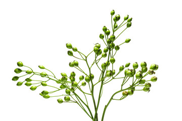 Naklejka premium Bindegrün auf weissem Hintergrund
