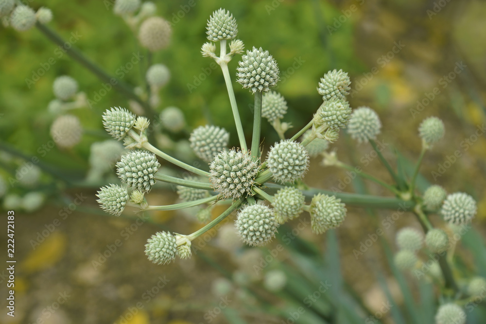 Wall mural Rattlesnake Master (Eryngium yuccifolium). Called Button eryngo and Button snake-root also.