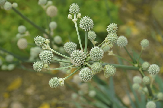 Rattlesnake Master (Eryngium yuccifolium). Called Button eryngo and Button snake-root also.