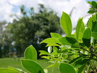 Obraz premium green leaves of tree