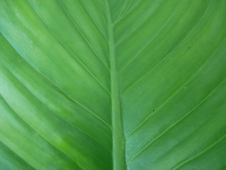 texture of green leaf