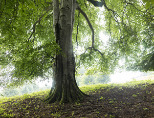 Fototapeta premium centenary beech in the Italian Alps