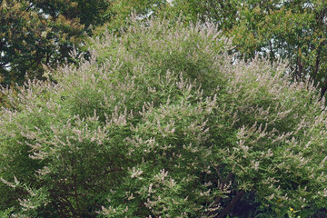 Chaste tree (Vitex agnus-castus). Called Vitex, Chasteberry, Abraham's balm, Lilac Chastetree and Monk's pepper also.