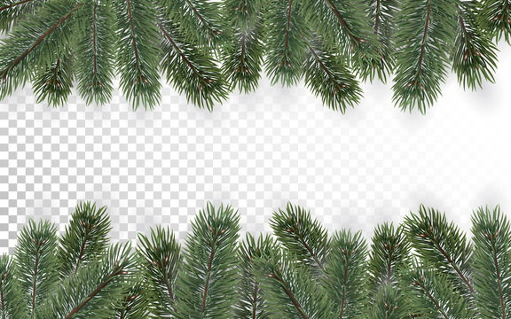 Detailed Christmas tree branches background on transparent background. Christmas decoration. Realistic fir tree border. Vector New Year design for cards, banners, flyers, party posters, headers.