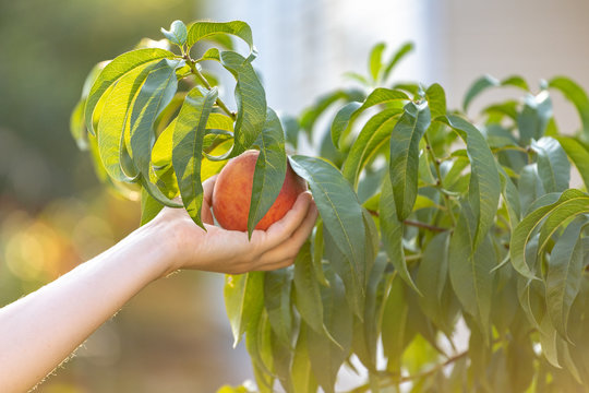 Cropped Photo Of Young Woman Hand Rip Off Big Peaches Against The Background Of The Branches Of A Green Deciduous Summer Tree