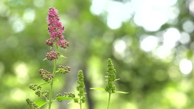 Pink wild flowers grow in a pile. Latin: Spirea densiflora, Spiraea Thale. Bees and flies pollinate flowers. 4K Macro